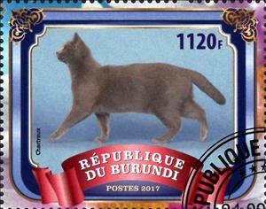 Stamp, Chartreux, Cinderellas,  , Animals (Fauna), Cats, Mammals