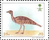 Houbara bustard (Chlamydotis undulata)