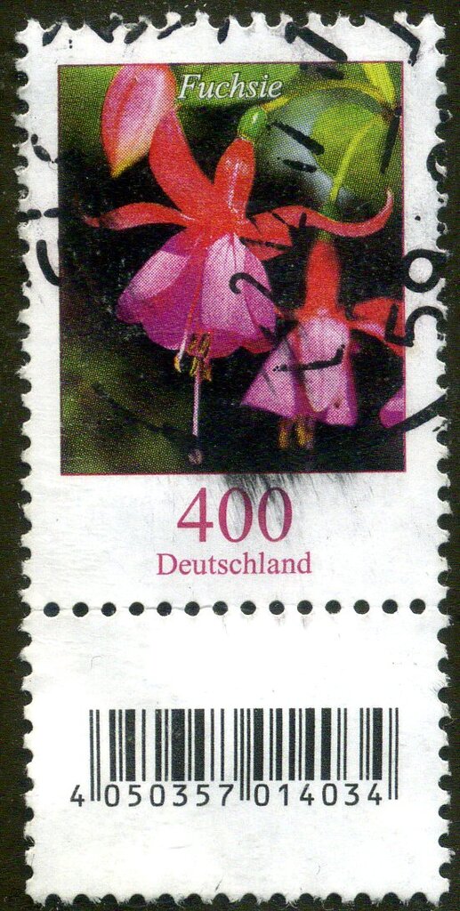 Fuchsia (Fuchsia sp.)