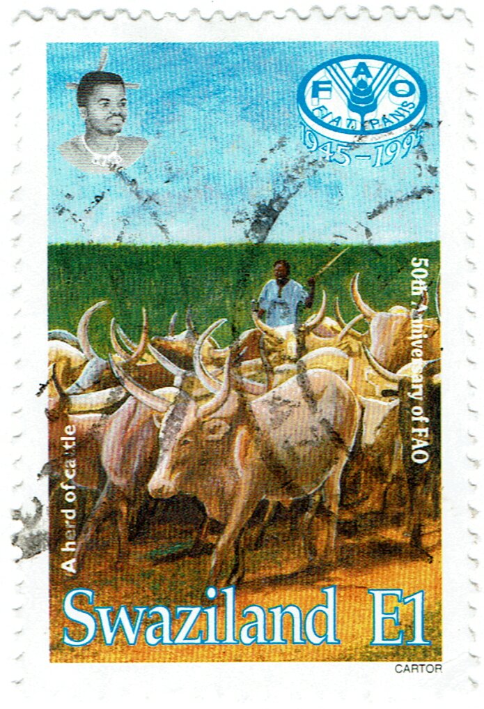 Herd of Cattle