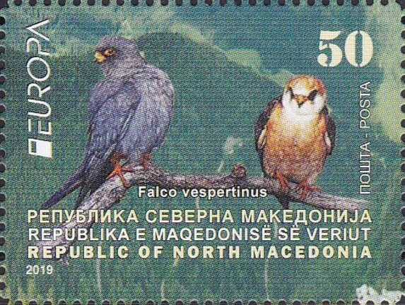 Red-Footed Falcon (Falco vespertinus)