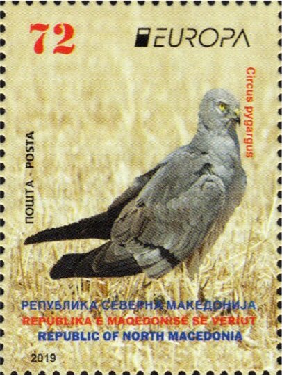 Montagu's Harrier (Circus Pygargus)