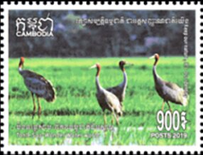 Sarus Cranes (Antigone antigone)