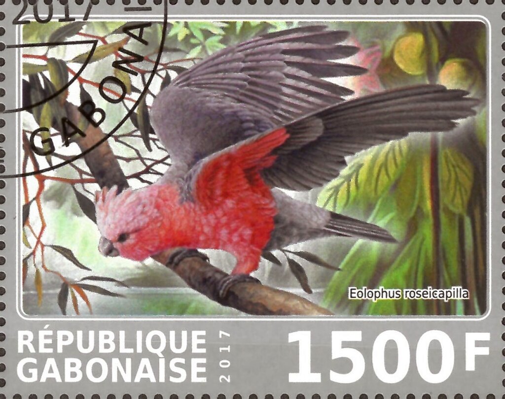 Eolophus roseicapilla