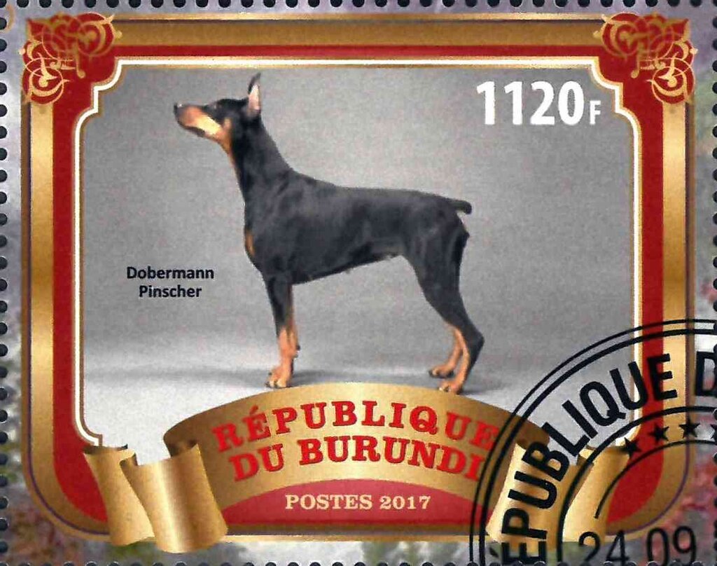 Dobermann Pinscher