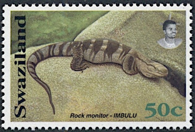 Rock Monitor (Varanus albigularis)