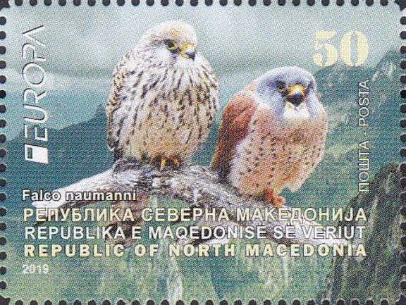 Lesser Kestrel (Falco naumanni)