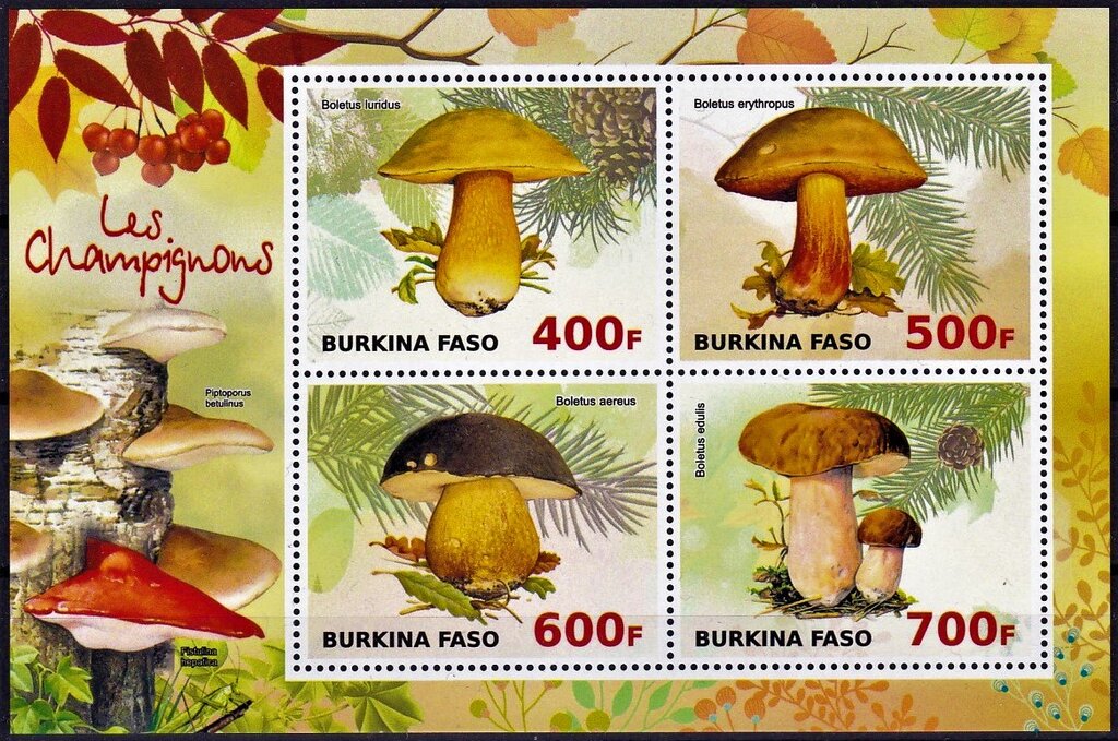 Various Mushrooms