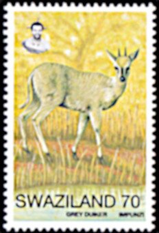 Gray Duiker