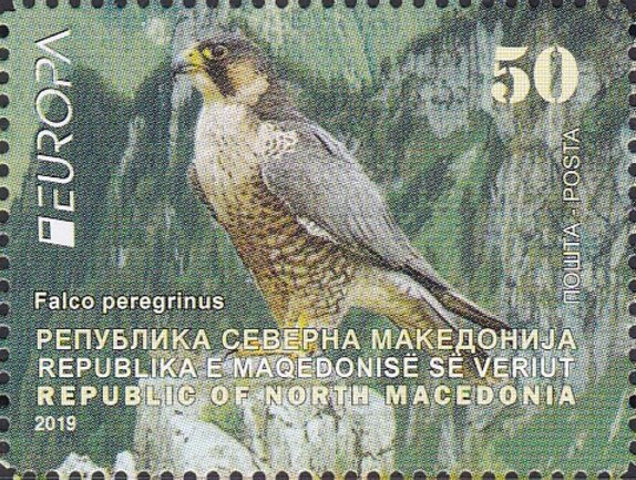 Peregrine Falcon (Falco peregrinus)