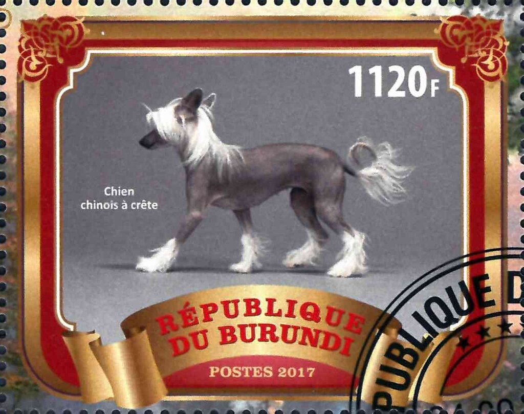 Chien chinois a crete