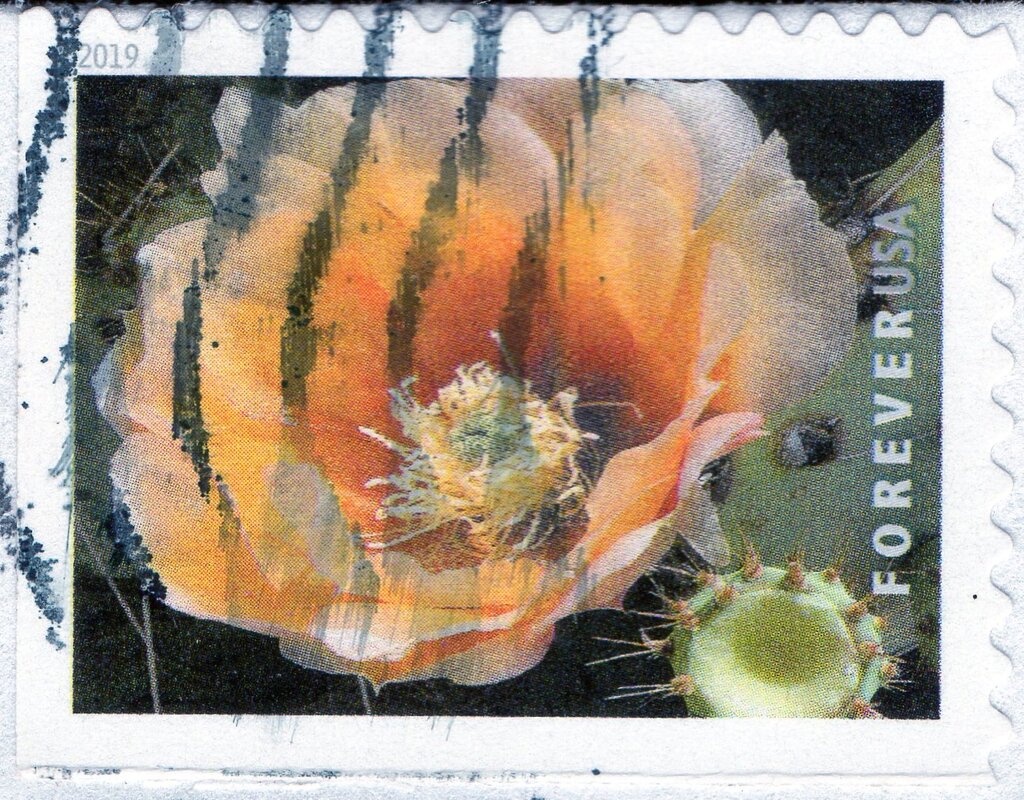 Cow's tongue cactus (Opuntia Engelmannii)