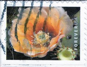 Stamp, Cow's tongue cactus (Opuntia Engelmannii), United States of America,  , Cacti, Plants (Flora)