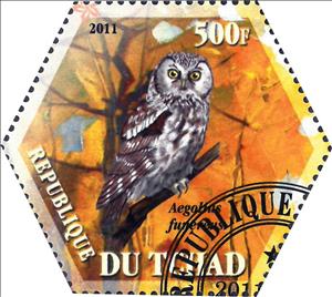 Stamp, Aegobius funereus, Cinderellas,  , Animals (Fauna), Birds, Owls