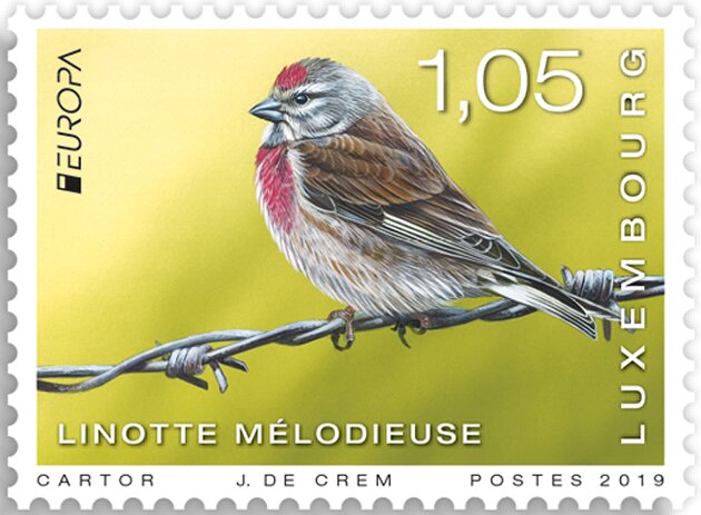 Common Linnet