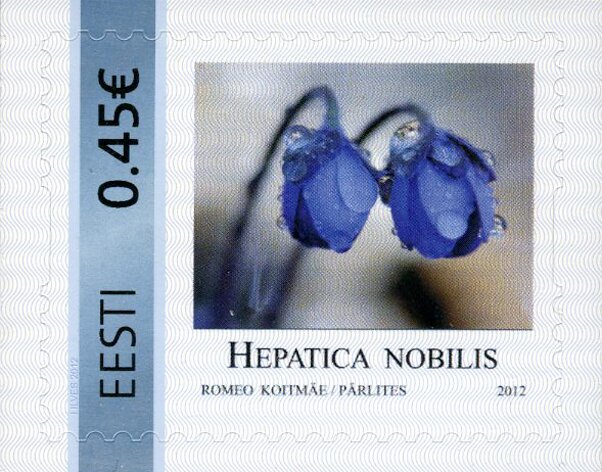 Hepatica Nobilis