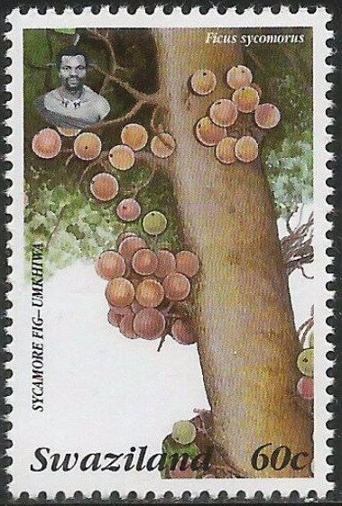 Sycamore Fig