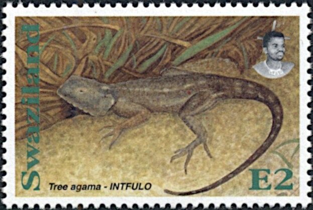 Southern Tree Agama (Acanthocercus atricollis)