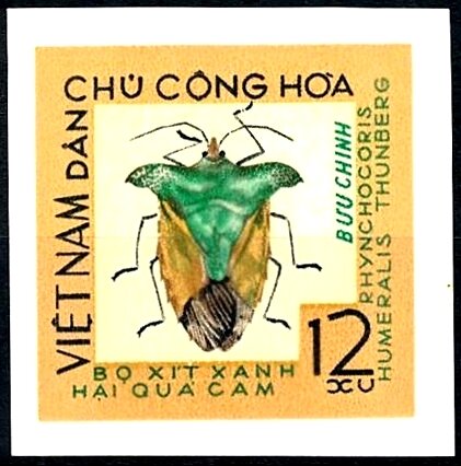 Citrus Green Bug (Rhynchocoris humeralis)