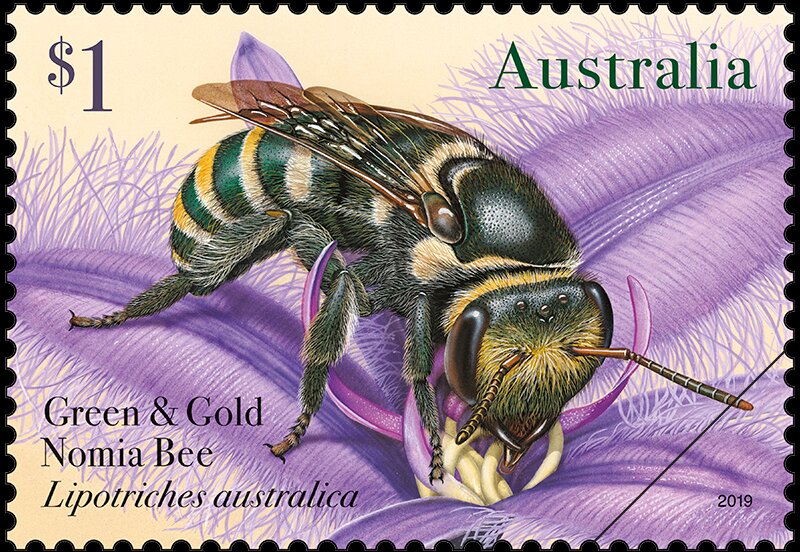 Green & Gold Nomia Bee