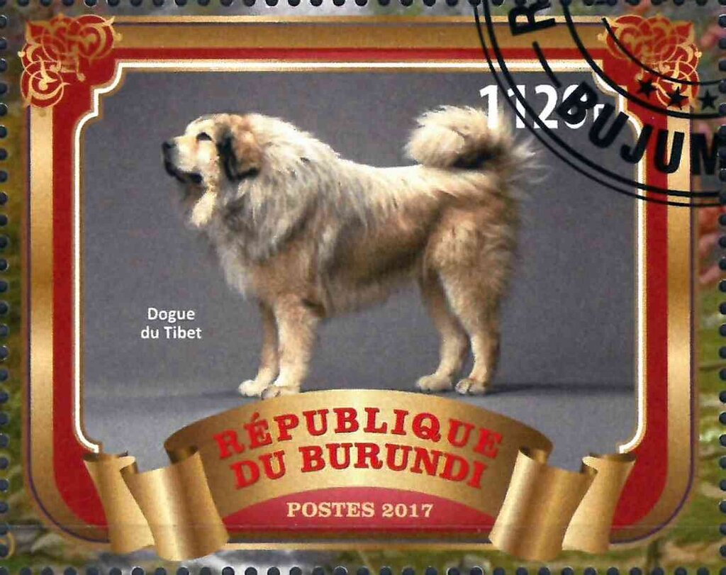 Dogue du Tibet