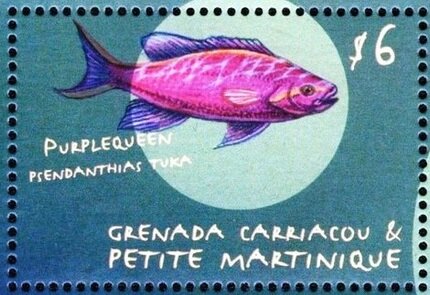 Purplequeen (Psendanthias tuka)