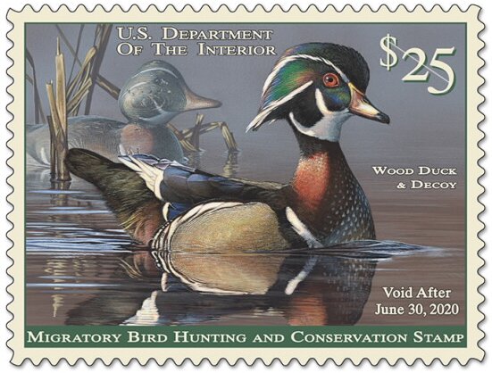 Wood Duck and Decoy