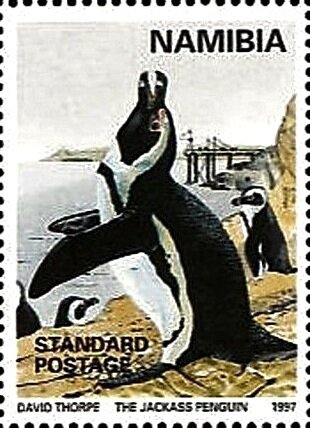 African Penguin (Spheniscus demersus)