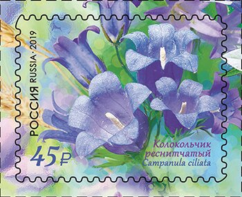 Ciliated Bellflower (Campanula ciliata)