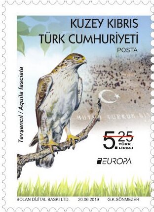 Bonelli's Eagle (Aquila fasciata)