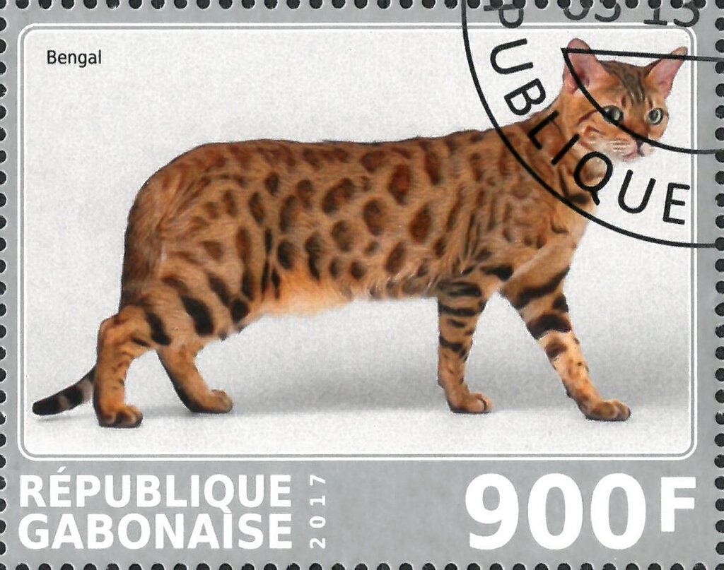 Bengal