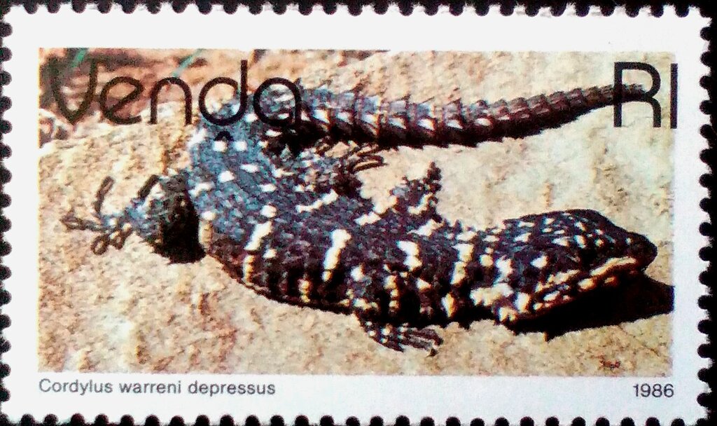 Zoutpansberg Girdled Lizard (Cordylus warreni depressus)