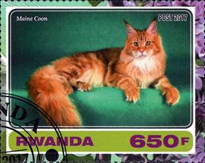 Stamp, Maine coon, Cinderellas,  , Animals (Fauna), Cats, Mammals