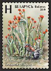 Devil's Matchsticks (Cladonia floerkeana)