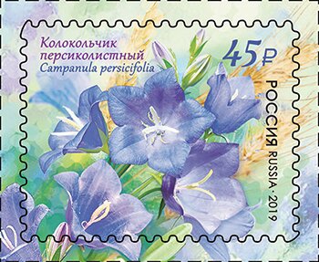 Peach-Leaved Bellflower (Campanula persicifolia)