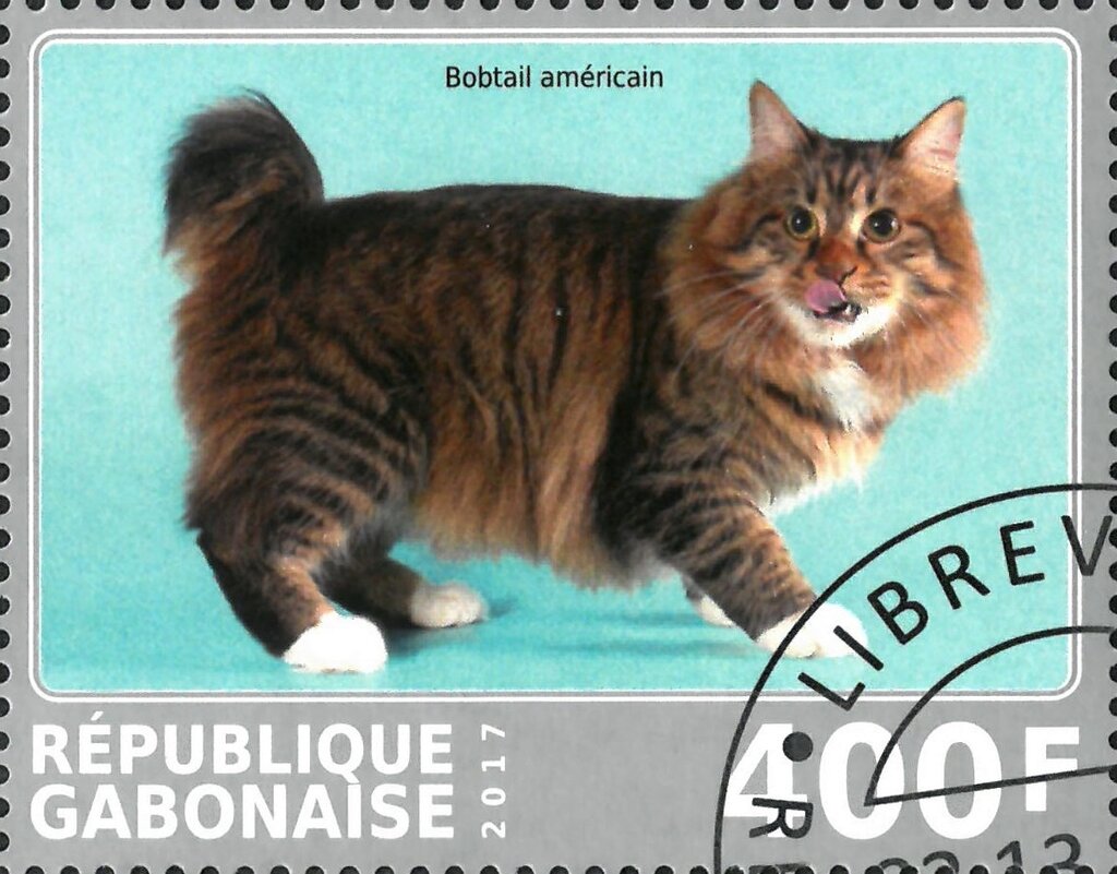 Bobtail americain