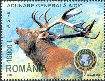 Red Deer (Cervus elaphus)