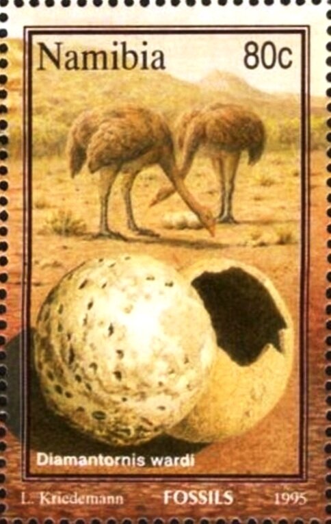 Diamantornis wardi
