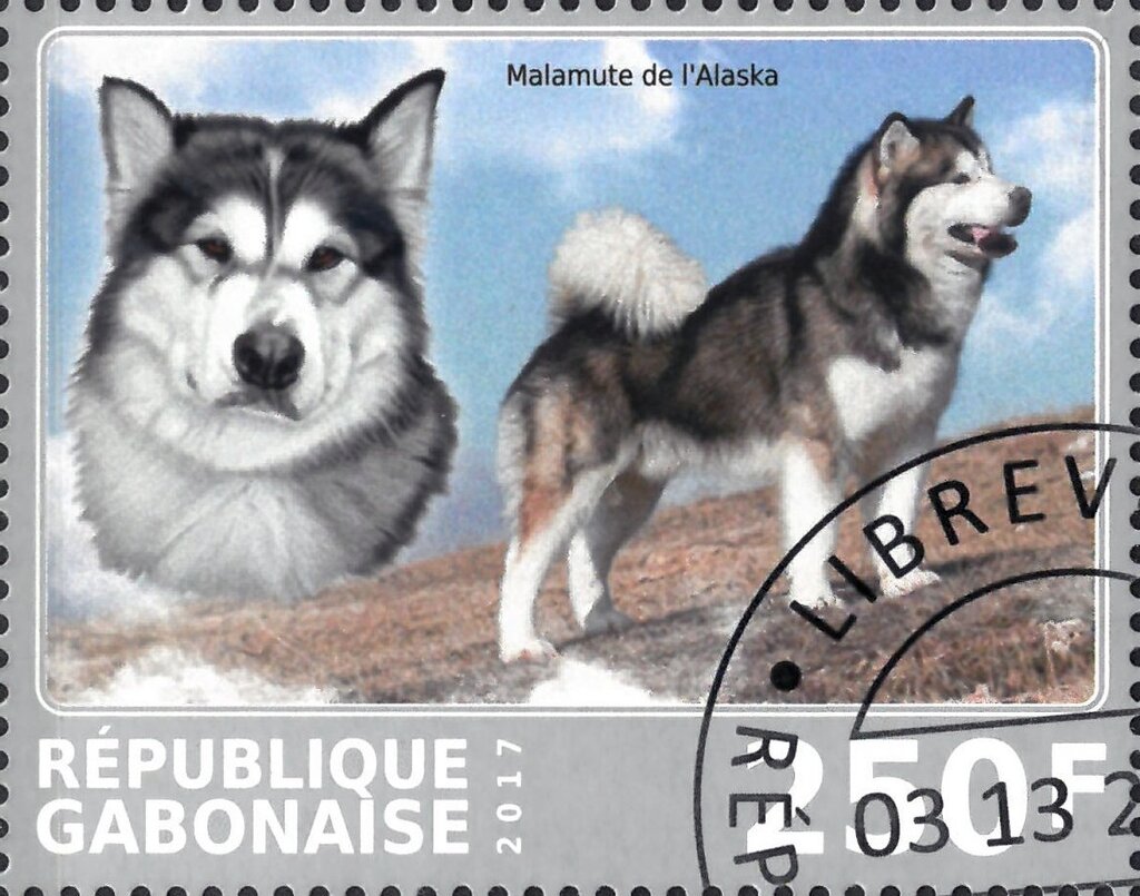 Malamute dl'Alaska
