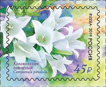 Pendulous Bellflower (Campanula pendula)