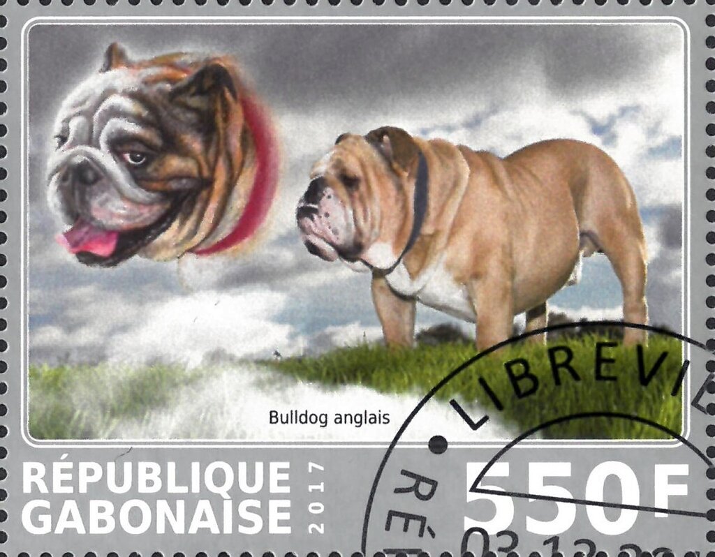 Bulldog anglais