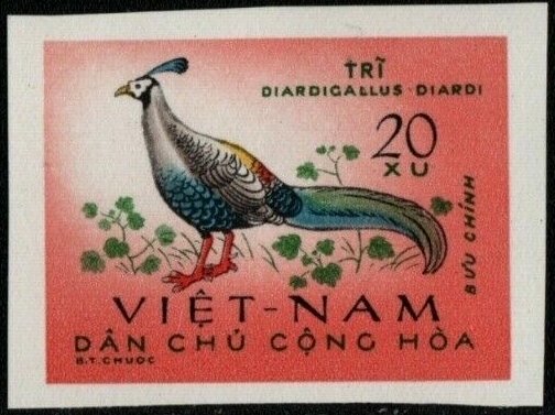 Siamese Fireback (Lophura diardi)