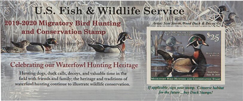Wood Duck and Decoy