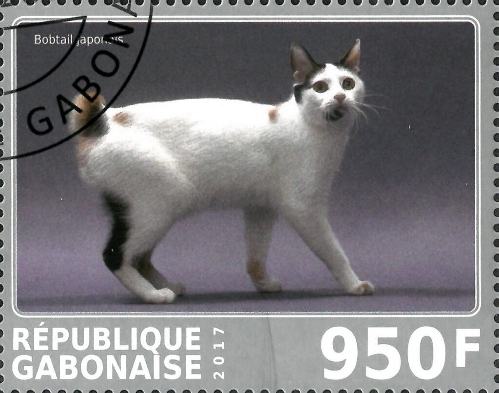 Bobtail japonais