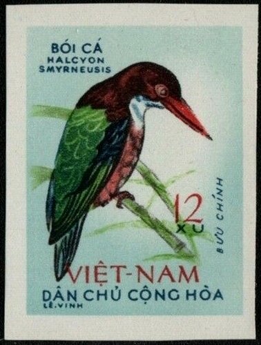White-throated Kingfisher (Halcyon smyrnensis)