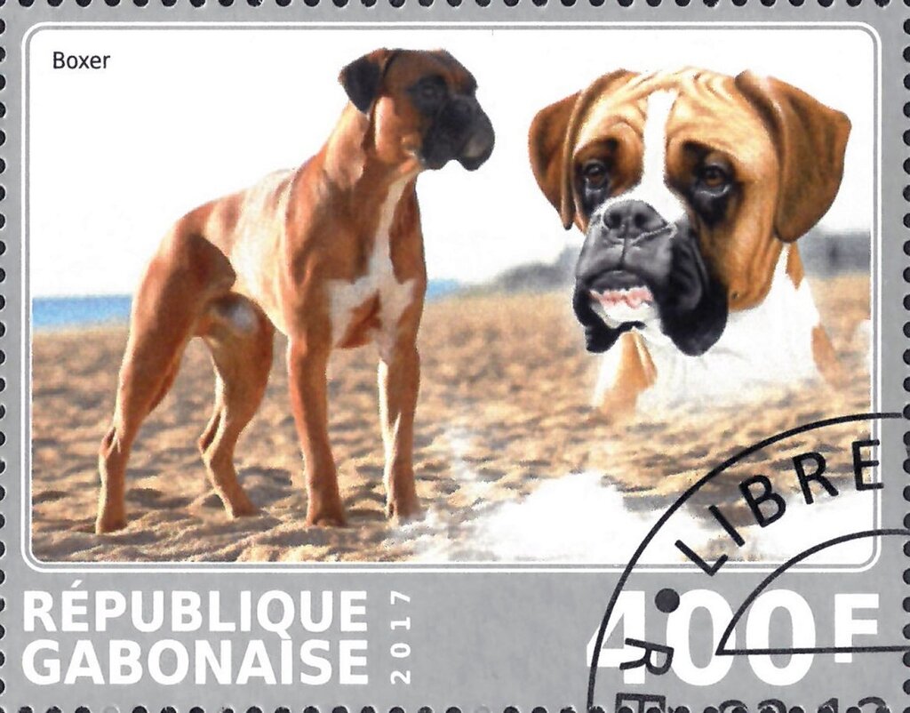 Boxer