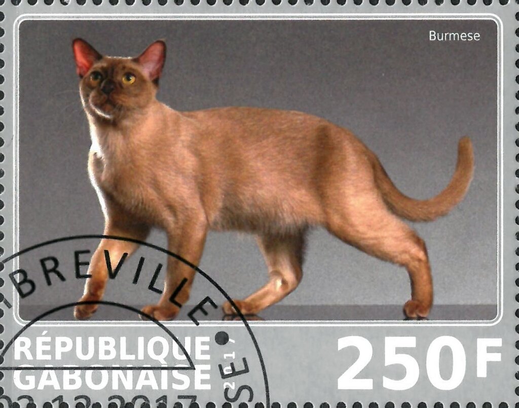 Burmese