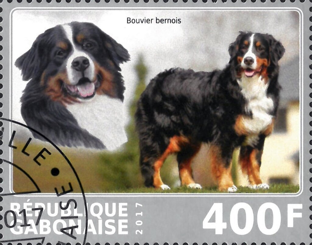 Bouvier bernois