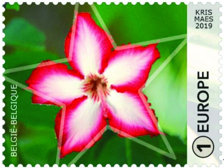 Adenium multiflorum