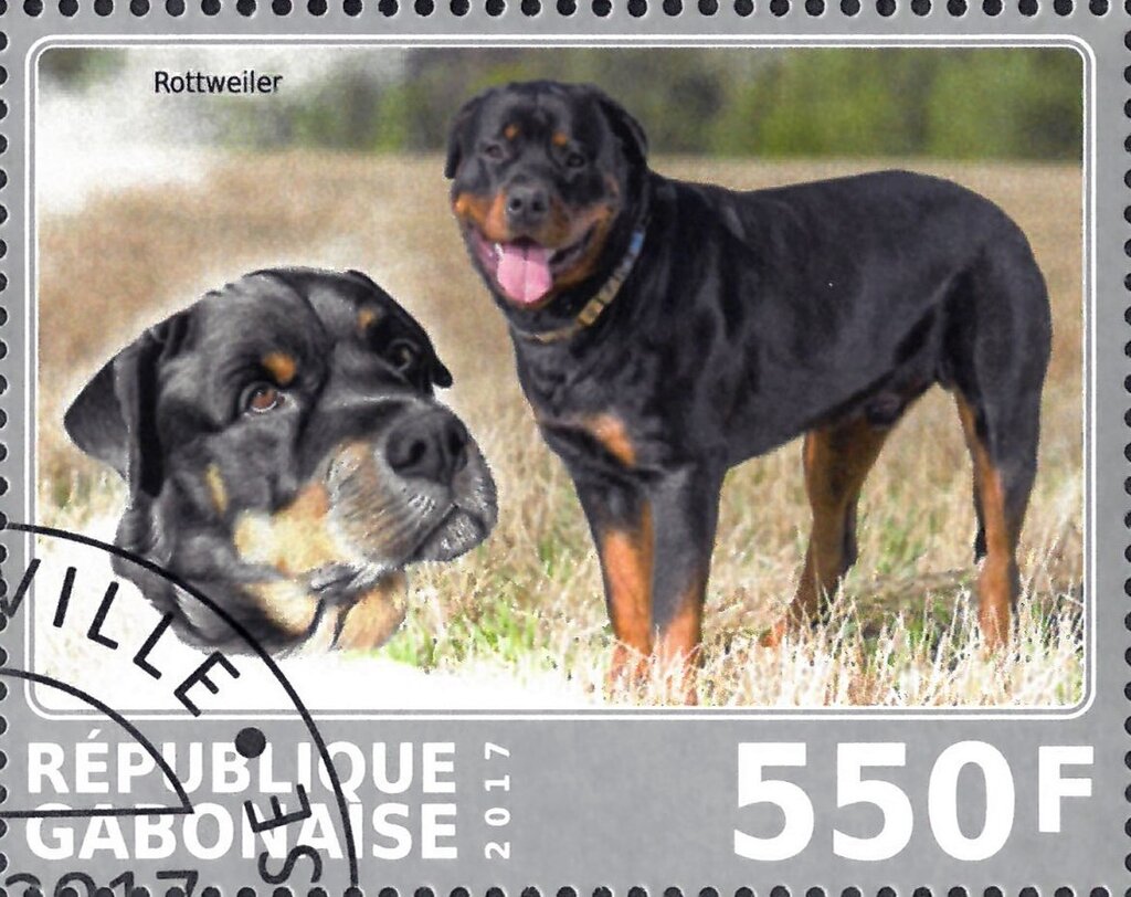 Rottweiler